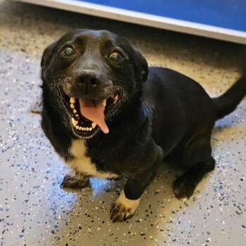 Miniature Dachshund and Mixed Breed Dogs Available for Adoption in Charlottesville, Virginia - Squidward Tentacles | PetCurious