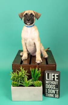 634-26 -  Shepherd Dog for Adoption in Brighton, Colorado - 634-26 | PetCurious