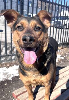 Mixed Breed Dogs Available for Adoption - Francesca  | PetCurious