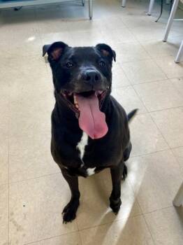 Mixed Breed Dogs Available for Adoption in Munster, Indiana - Maximus | PetCurious