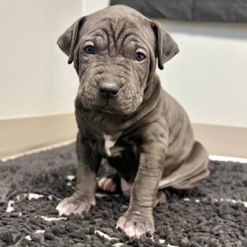 Washington -  American Staffordshire Terrier and Cane Corso Dog for Adoption in Fullerton, Pennsylvania - Washington | PetCurious