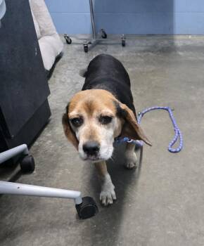 Penny -  Beagle Dog for Adoption in Evansville, Indiana - Penny | PetCurious