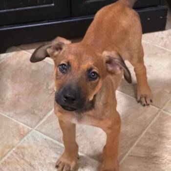 Cowboy AC -  Shepherd Dog for Adoption in Austin, Texas - Cowboy AC | PetCurious