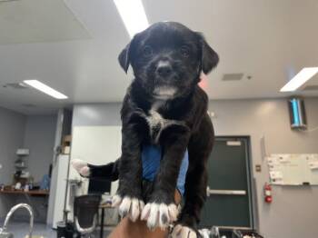Terrier and Mixed Breed Dogs Available for Adoption in Thousand Palms, California - PIPPA | PetCurious