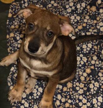 ARCHIE -  Chihuahua and Jack Russell Terrier Dog for Adoption in Fosters, Alabama - ARCHIE | PetCurious