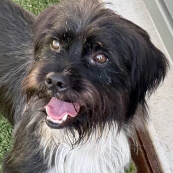 Gable -  Terrier Dog for Adoption in Hondo, Texas - Gable | PetCurious