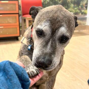 Pit Bull Terrier Dogs Available for Adoption in San Francisco, California - Slinky 14000 | PetCurious