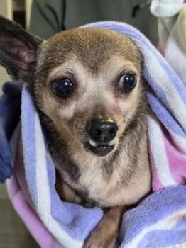 Chihuahua Dogs Available for Adoption in Marshall, North Carolina - John Gotti | PetCurious