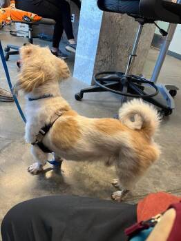 Jimmy John -  Mixed Breed Dog for Adoption in Fort Collins, Colorado - Jimmy John | PetCurious