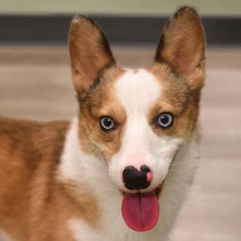 Bohdi -  Corgi and Mixed Breed Dog for Adoption in Ottawa, Kansas - Bohdi | PetCurious