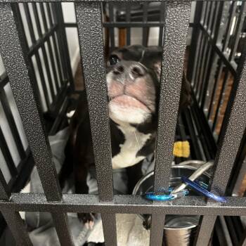 Terrier Dogs Available for Adoption in St. Louis, Missouri - Lawson | PetCurious