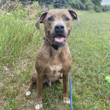 Dobby Doo -  Pit Bull Terrier Dog for Adoption in Allegan, Michigan - Dobby Doo | PetCurious