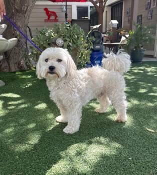 Bixby -  Cockapoo Dog for Adoption in Temecula, California - Bixby | PetCurious