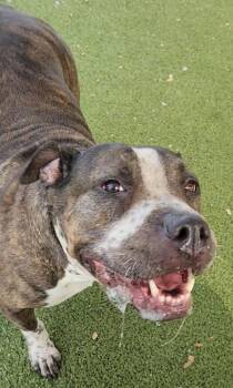Clover -  Mixed Breed and Pit Bull Terrier Dog for Adoption in Austin, Texas - Clover | PetCurious