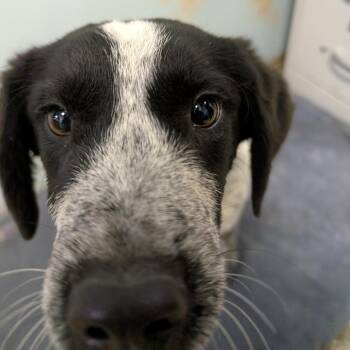 Australian Cattle Dog Blue Heeler and Beagle Dogs Available for Adoption in Columbia, Missouri - Nick Lachey | PetCurious
