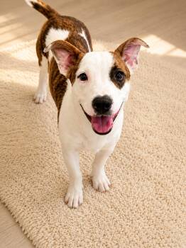 Goober -  Mixed Breed Dog for Adoption in Houston, Texas - Goober | PetCurious