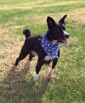 Rescue Border Collie and Mixed Breed Dogs for Adoption in Maryville, Tennessee - Ace | PetCurious