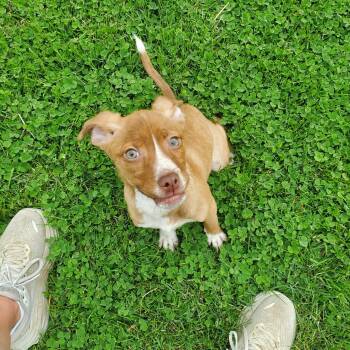 Jack Russell Terrier Dogs Available for Adoption in Goshen, Kentucky - Strawberry Ice | PetCurious