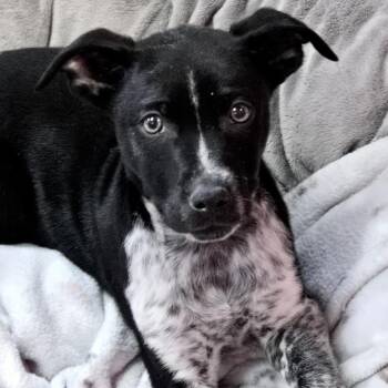 Catahoula Leopard Dog and Mixed Breed Dogs Available for Adoption - Dion | PetCurious