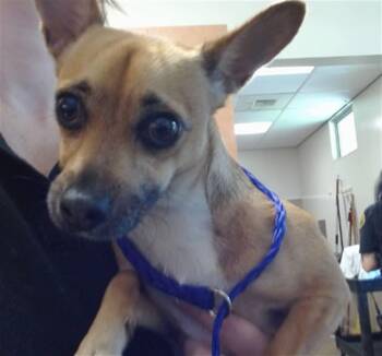 Chihuahua Dogs Available for Adoption in Sacramento, California - OLIVIA | PetCurious