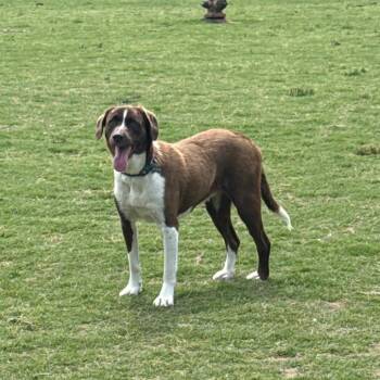 Clyde -  Beagle and Mixed Breed Dog for Adoption in Lynchburg, Virginia - Clyde | PetCurious