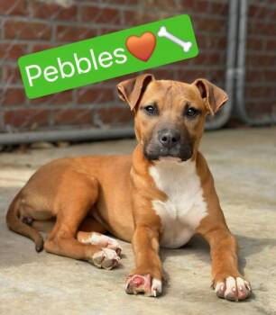 Pit Bull Terrier Dogs Available for Adoption in Clarksville, Virginia - Pebbles (Available For Adoption May 11, 2026) | PetCurious