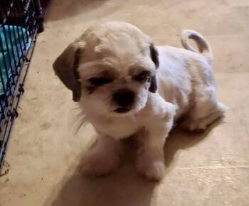 Rescue Shih Tzu Dogs for Adoption in Sanford, North Carolina - Bella Ambyr | PetCurious