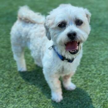 Marley A2053149 -  Mixed Breed Dog for Adoption in Los Angeles, California - Marley A2053149 | PetCurious