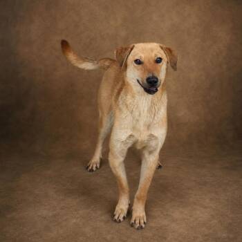 Labrador Retriever and Shepherd Dogs Available for Adoption in Heber Springs, Arkansas - Willie | PetCurious