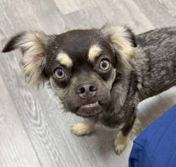 Abbee -  French Bulldog and Spaniel Dog for Adoption in Cypress, California - Abbee | PetCurious