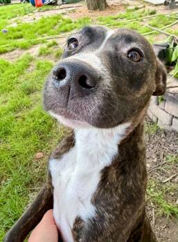 Collette -  Pit Bull Terrier Dog for Adoption in Boston, Massachusetts - Collette | PetCurious