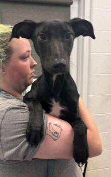 Cadence -  Doberman Pinscher and Mixed Breed Dog for Adoption in Kansas City, Missouri - Cadence | PetCurious