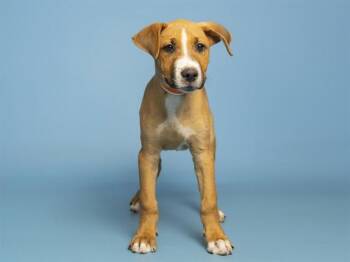 PIERRE -  German Shepherd Dog and Mixed Breed Dog for Adoption in Phoenix, Arizona - PIERRE | PetCurious