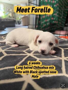 Forelle -  Chihuahua Dog for Adoption in Vancouver, Washington - Forelle | PetCurious