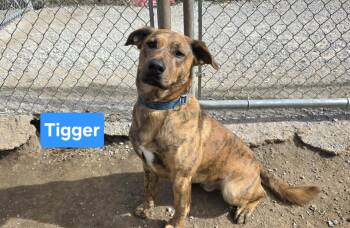 Labrador Retriever Dogs Available for Adoption - Tigger  | PetCurious