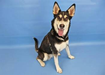 JEMA -  Siberian Husky and Labrador Retriever Dog for Adoption in Colorado Springs, Colorado - JEMA | PetCurious