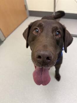 Labrador Retriever Dogs Available for Adoption in Methuen, Massachusetts - CAMO | PetCurious
