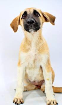 Amy -  Golden Retriever and Anatolian Shepherd Dog for Adoption in Morton Grove, Illinois - Amy | PetCurious