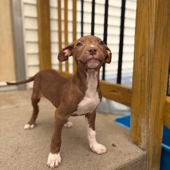 Pit Bull Terrier Dogs Available for Adoption in Fenton, Michigan - Crepe  | PetCurious