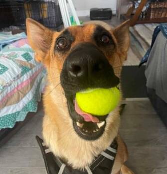 Leche -  German Shepherd Dog Dog for Adoption in Dallas, Texas - Leche | PetCurious