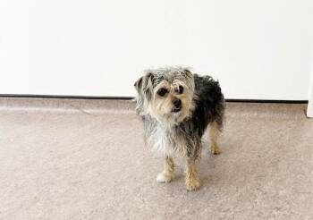 Shih Tzu and Mixed Breed Dogs Available for Adoption in Brentwood, Missouri - APOLLO | PetCurious