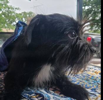 ML Oreo -  Terrier Dog for Adoption in Warrenton, Missouri - ML Oreo | PetCurious