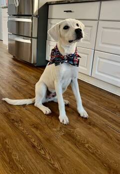 Rescue Great Pyrenees and Terrier Dogs for Adoption in Princeton, Massachusetts - Leo | PetCurious