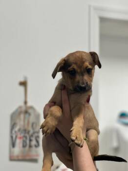 Leo 2.0 -  Shepherd Dog for Adoption in Cambridge, Maryland - Leo 2.0 | PetCurious