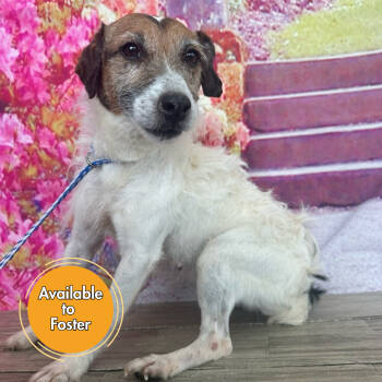 Rescue Poodle and Jack Russell Terrier Dogs for Adoption in Normal, Illinois - Pepsi | PetCurious