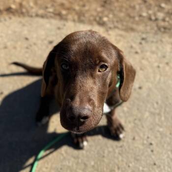 Chocolate Labrador Retriever Dogs Available for Adoption - Sami | PetCurious