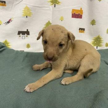 A614377 -  German Shepherd Dog Dog for Adoption in Modesto, California - A614377 | PetCurious