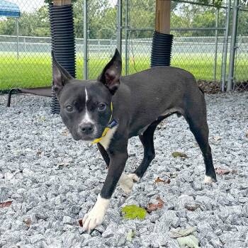 Fitz -  Mixed Breed Dog for Adoption in Hendersonville, North Carolina - Fitz | PetCurious
