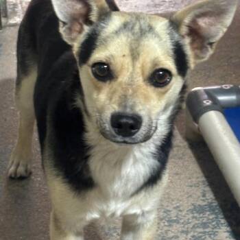 Chihuahua Dogs Available for Adoption in Casa Grande, Arizona - Chester | PetCurious