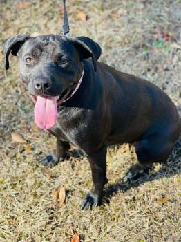 Staffordshire Bull Terrier Dogs Available for Adoption in Social Circle, Georgia - Annie | PetCurious